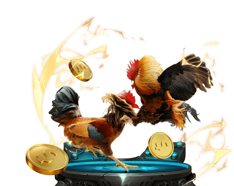 Nhóm người chơi đá gà đang phân tích chiến thuật